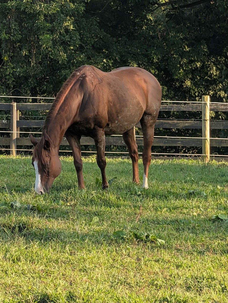 Maxwell, 16yo Thoroughbred gelding, 15.1hh