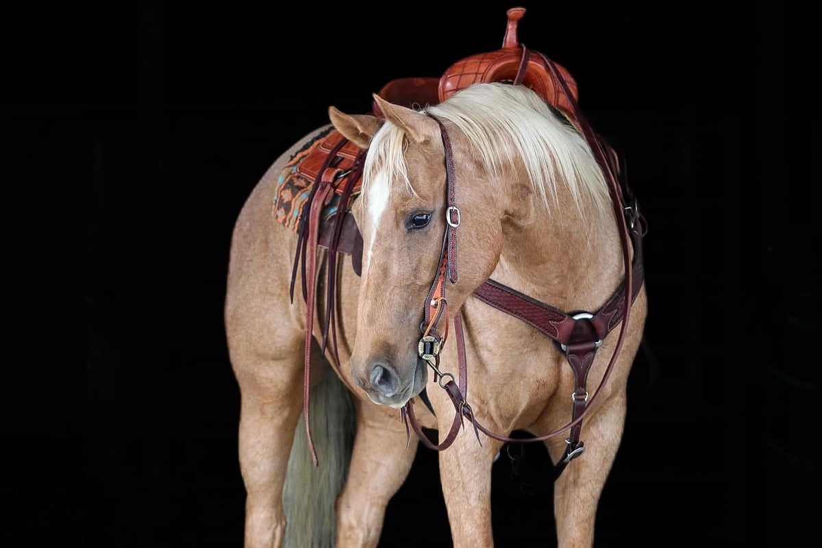 American Quarter Horse, 6yo American Quarter Horse gelding, 15hh