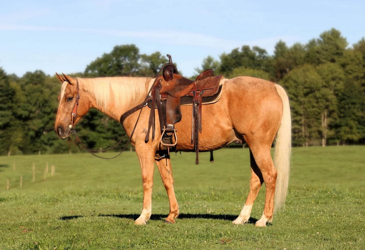 American Quarter Horse, 6yo American Quarter Horse gelding, 15hh