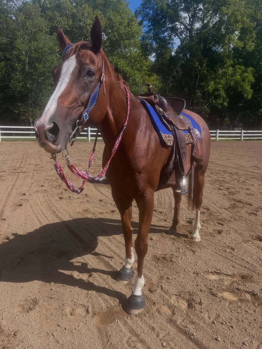 Platinum Gold (Goldie), 8yo Thoroughbred mare, 16.0hh