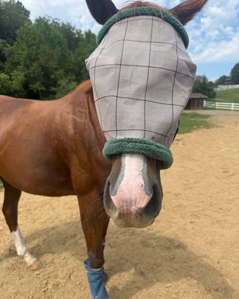 Platinum Gold (Goldie), 8yo Thoroughbred mare, 16.0hh