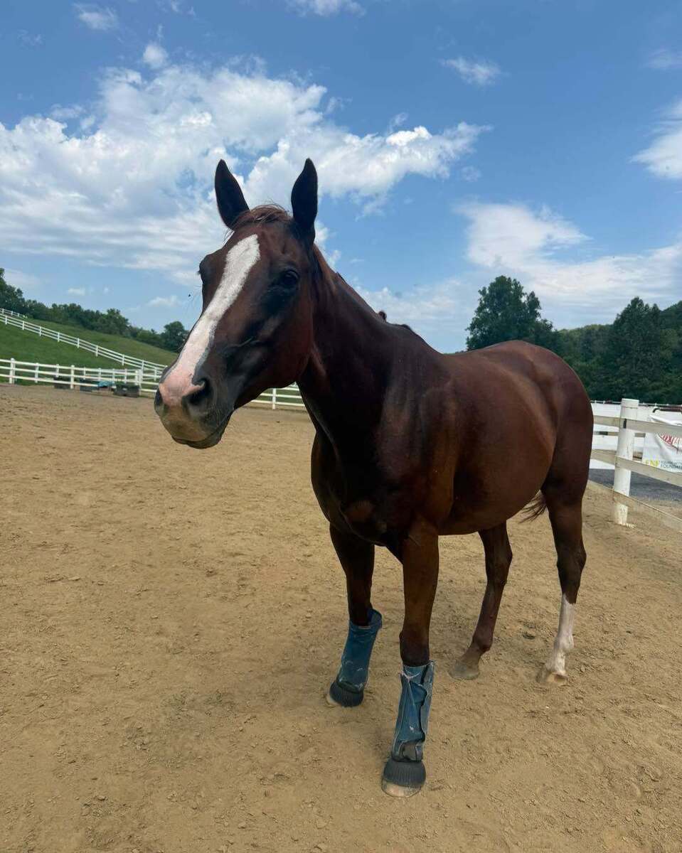 Platinum Gold (Goldie), 8yo Thoroughbred mare, 16.0hh