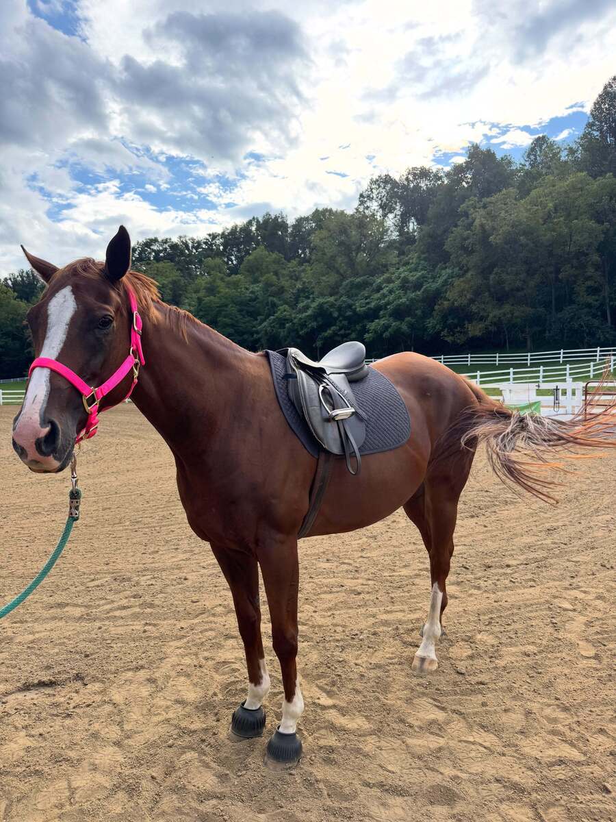 Platinum Gold (Goldie), 8yo Thoroughbred mare, 16.0hh