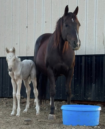 Little Jewel Boon (Boon), 19yo AQHA Quarter Horse mare, 14.2hh