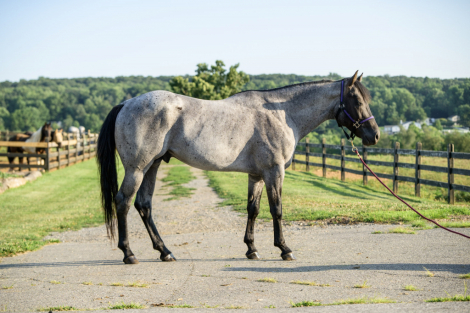Drift Away Reo (Reo), 4yo AQHA Quarter Horse gelding, 15.2hh