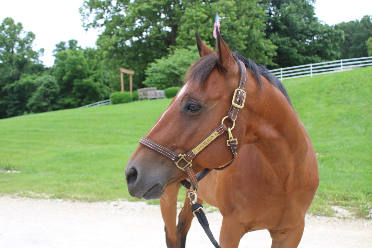Miller, 11yo American Quarter Horse gelding, 15.2hh