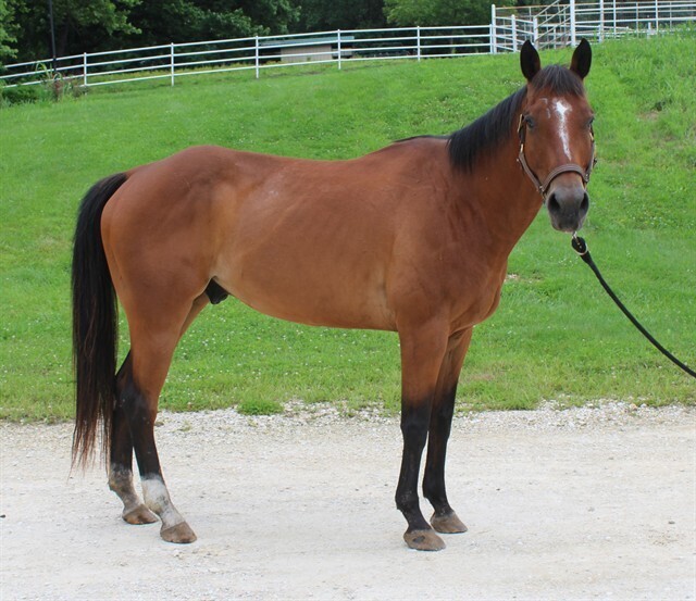 Miller, 11yo American Quarter Horse gelding, 15.2hh