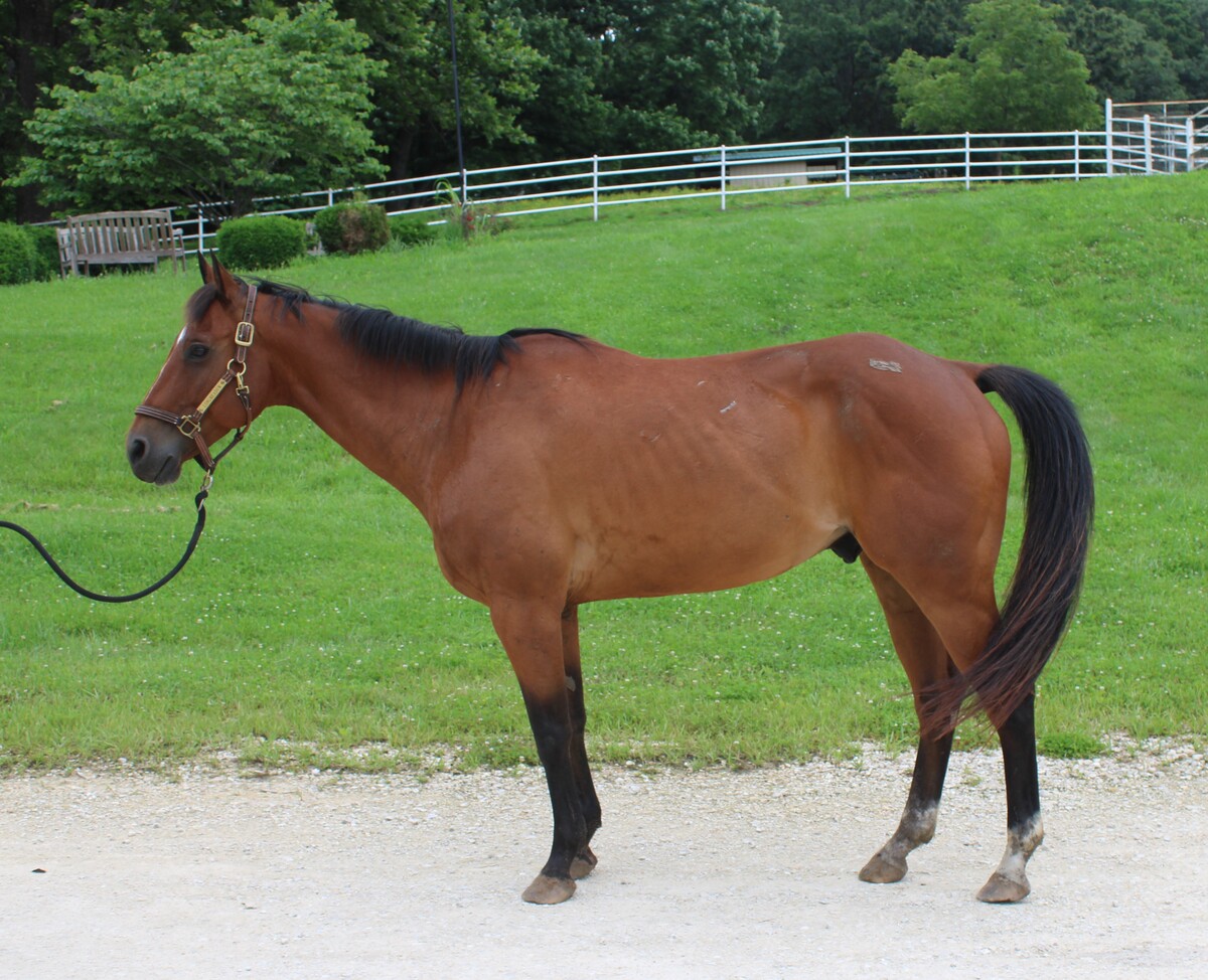 Miller, 11yo American Quarter Horse gelding, 15.2hh