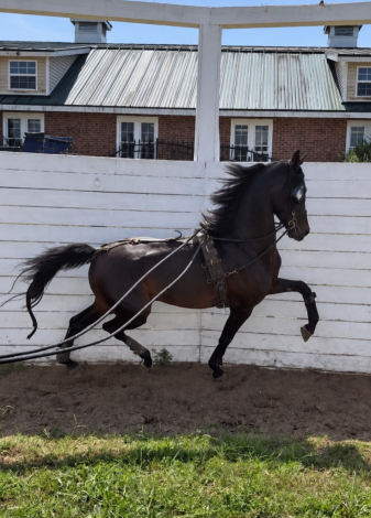 Maverick, 8yo Friesian stallion, 16.3hh