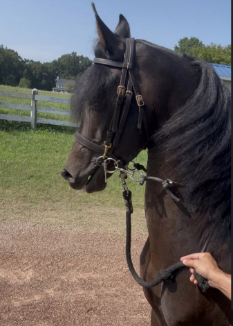 Maverick, 8yo Friesian stallion, 16.3hh