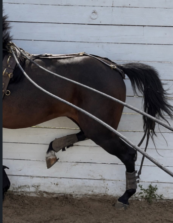 Maverick, 8yo Friesian stallion, 16.3hh