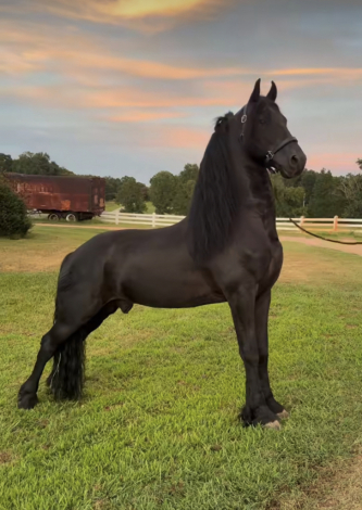 Maverick, 8yo Friesian stallion, 16.3hh