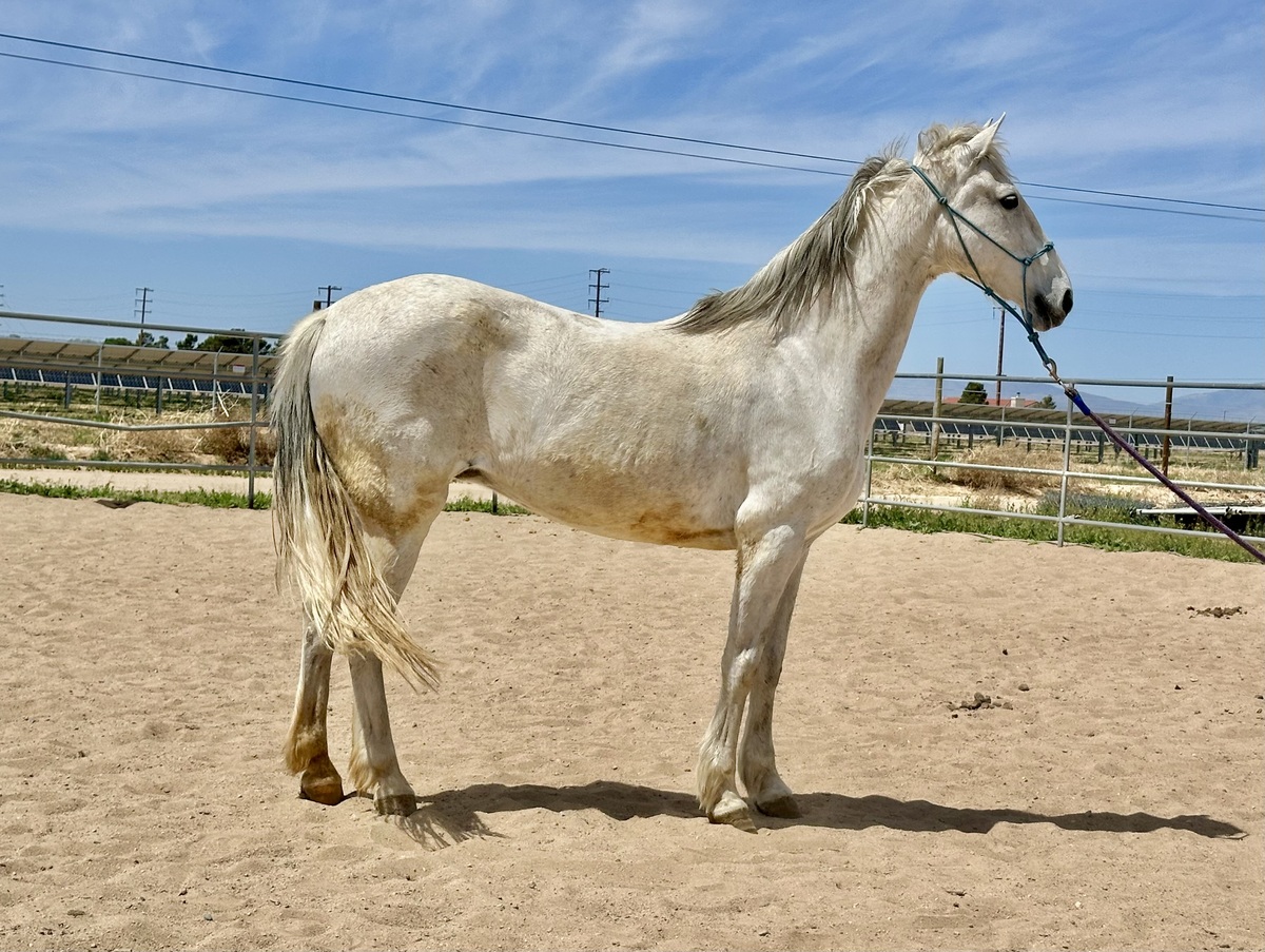 Alma, 17yo Mountain Pleasure Horse mare, 15.0hh