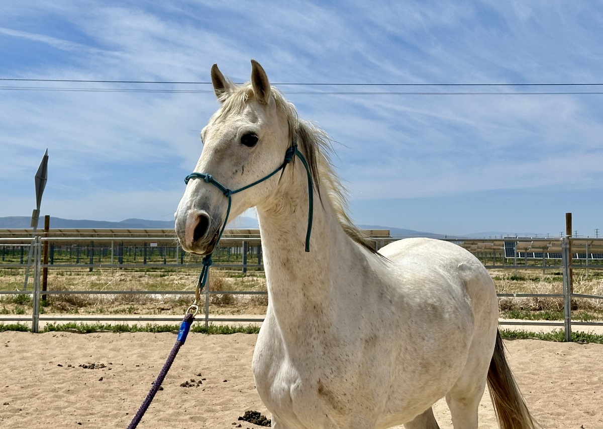Alma, 17yo Mountain Pleasure Horse mare, 15.0hh
