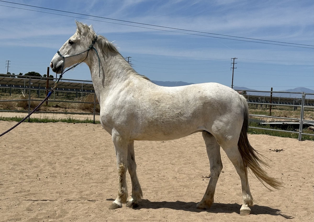 Alma, 17yo Mountain Pleasure Horse mare, 15.0hh