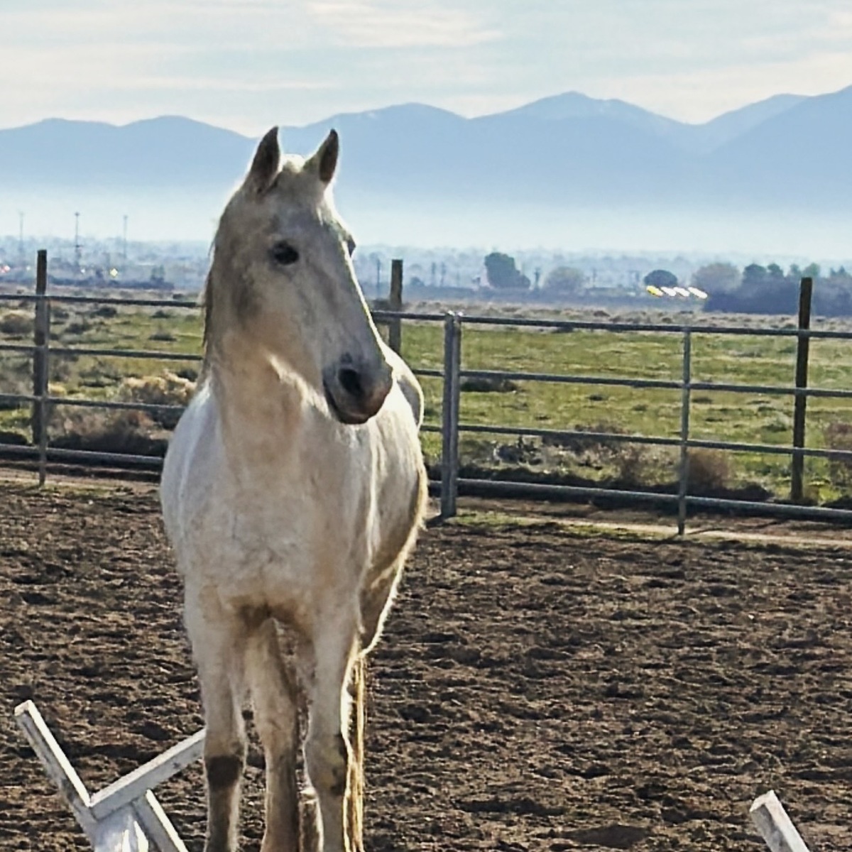 Alma, 17yo Mountain Pleasure Horse mare, 15.0hh