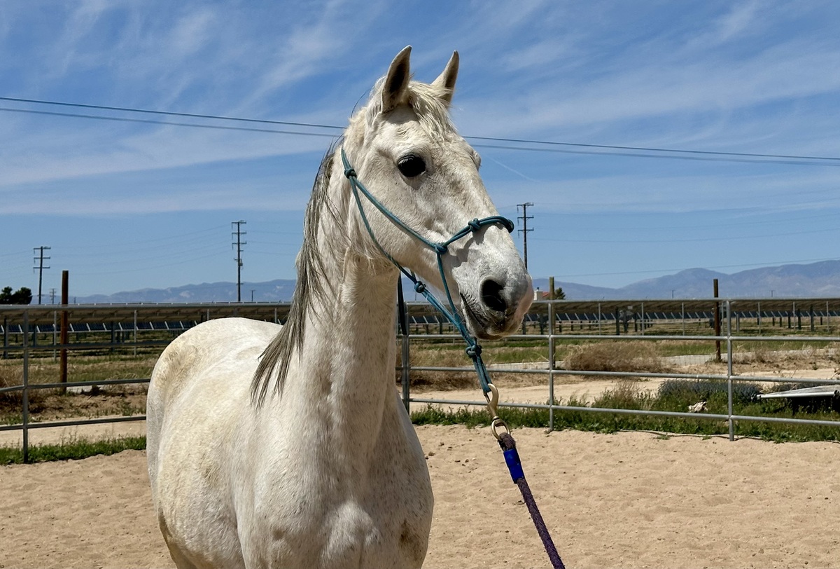 Alma, 17yo Mountain Pleasure Horse mare, 15.0hh