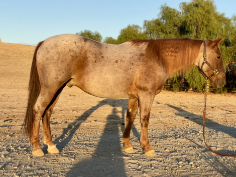 FANCY LIKE COOKIE (Churro), 4yo AQHA Quarter Horse gelding, 14.1hh