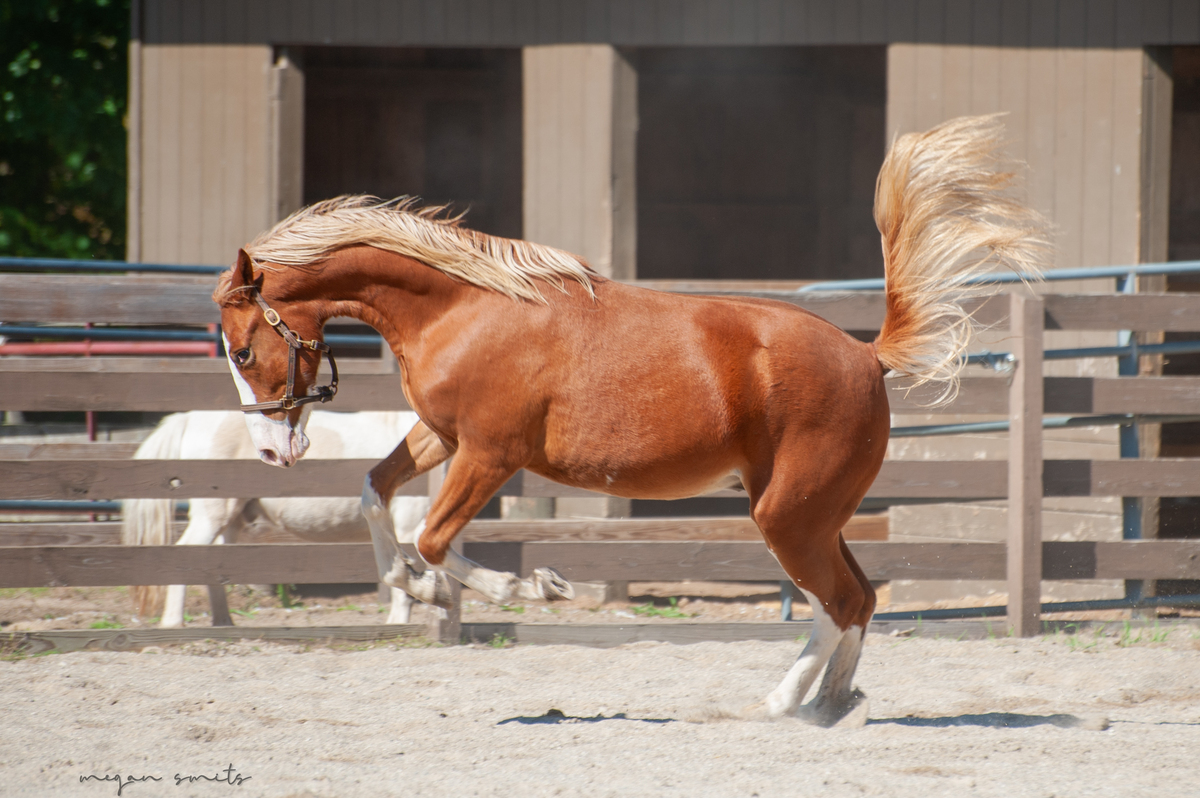 Corbin, 1yo colt, 11.0hh