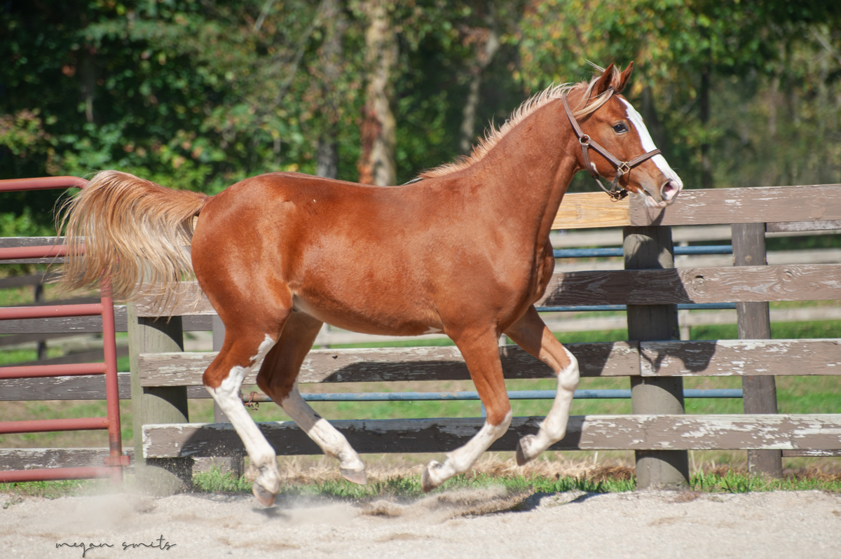 Corbin, 1yo colt, 11.0hh