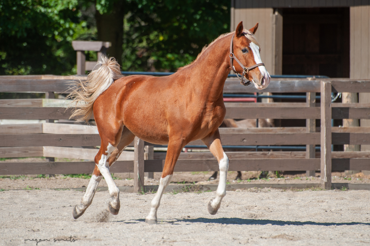 Corbin, 1yo colt, 11.0hh