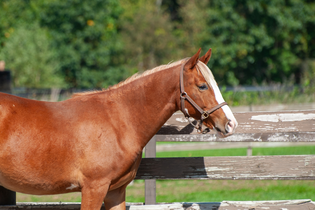 Corbin, 1yo colt, 11.0hh