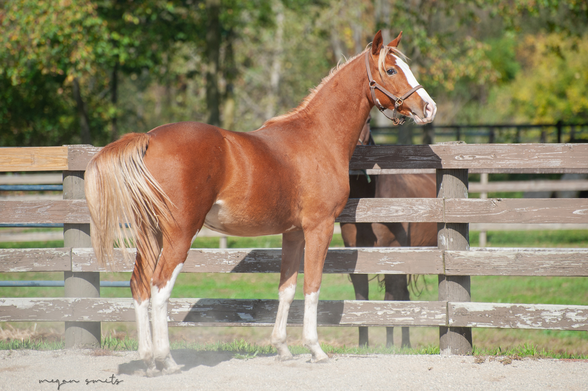 Corbin, 1yo colt, 11.0hh