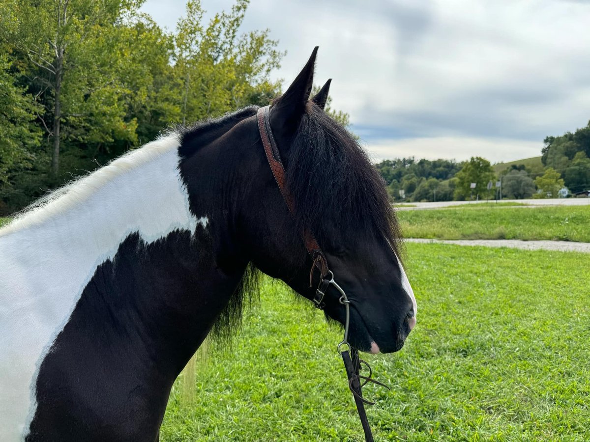 American Quarter Horse, 8yo American Quarter Horse gelding, 15.2hh