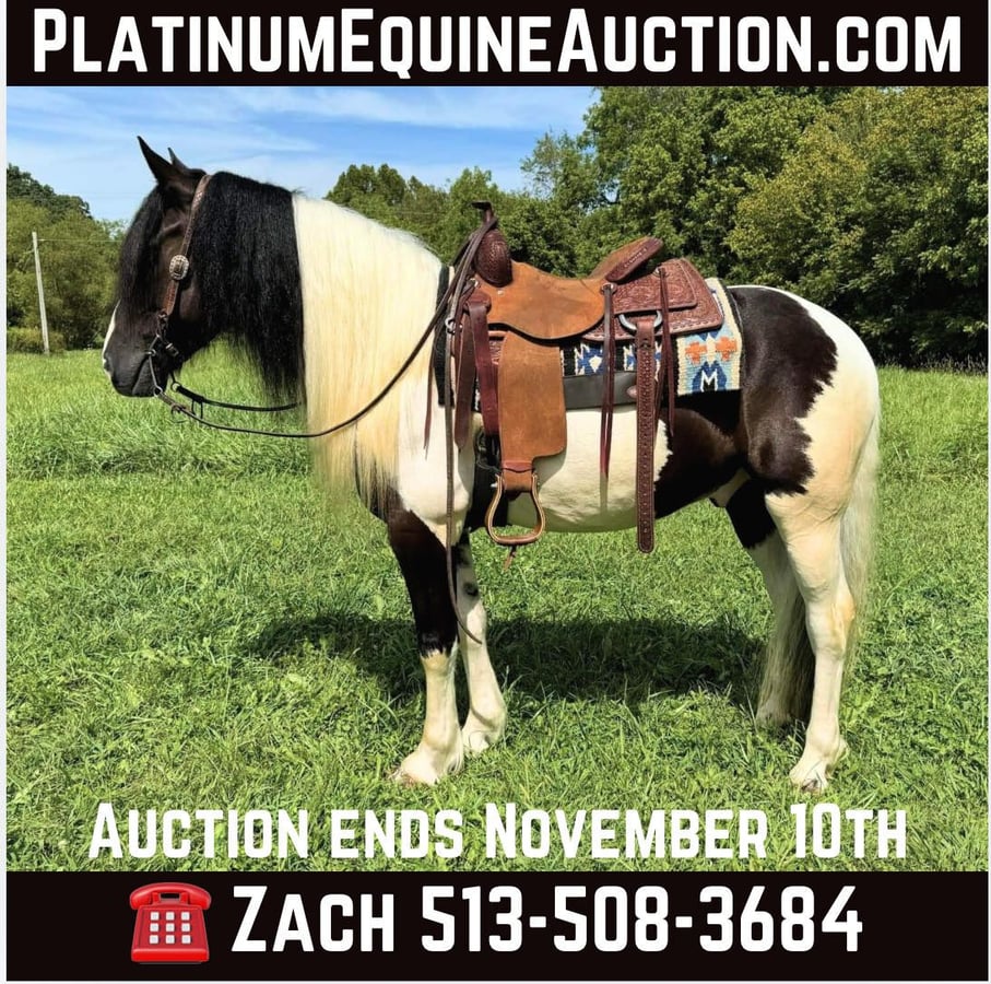 American Quarter Horse, 8yo American Quarter Horse gelding, 15.2hh