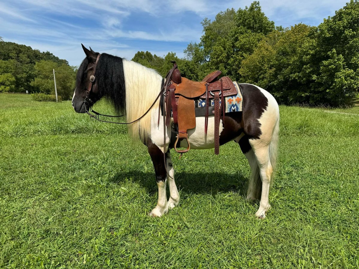 American Quarter Horse, 8yo American Quarter Horse gelding, 15.2hh