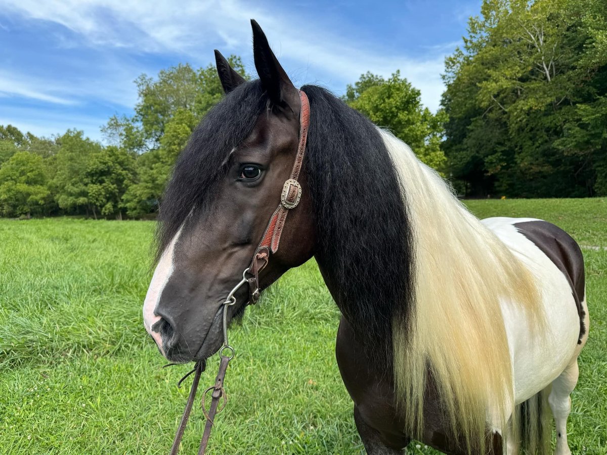 American Quarter Horse, 8yo American Quarter Horse gelding, 15.2hh