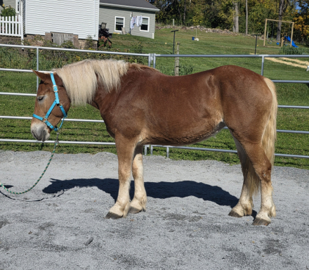 Ginger, 3yo Haflinger Belgian mare, 15.0hh