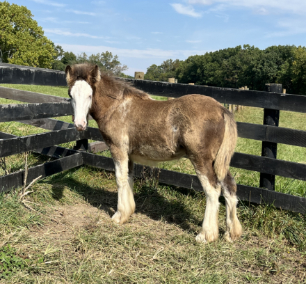 JP’s Misty Moon (Misty), Gypsy Vanner Horse filly foal, 14.2hh