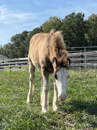 JP’s Misty Moon (Misty), Gypsy Vanner Horse filly foal, 14.2hh