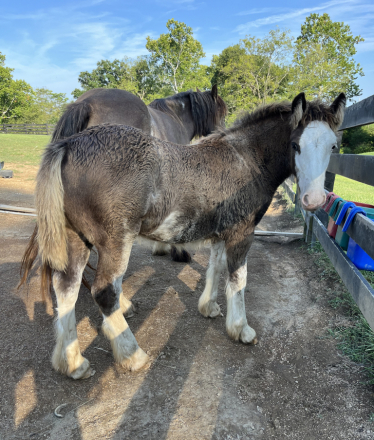 JP’s Misty Moon (Misty), Gypsy Vanner Horse filly foal, 14.2hh