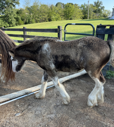 JP’s Misty Moon (Misty), Gypsy Vanner Horse filly foal, 14.2hh