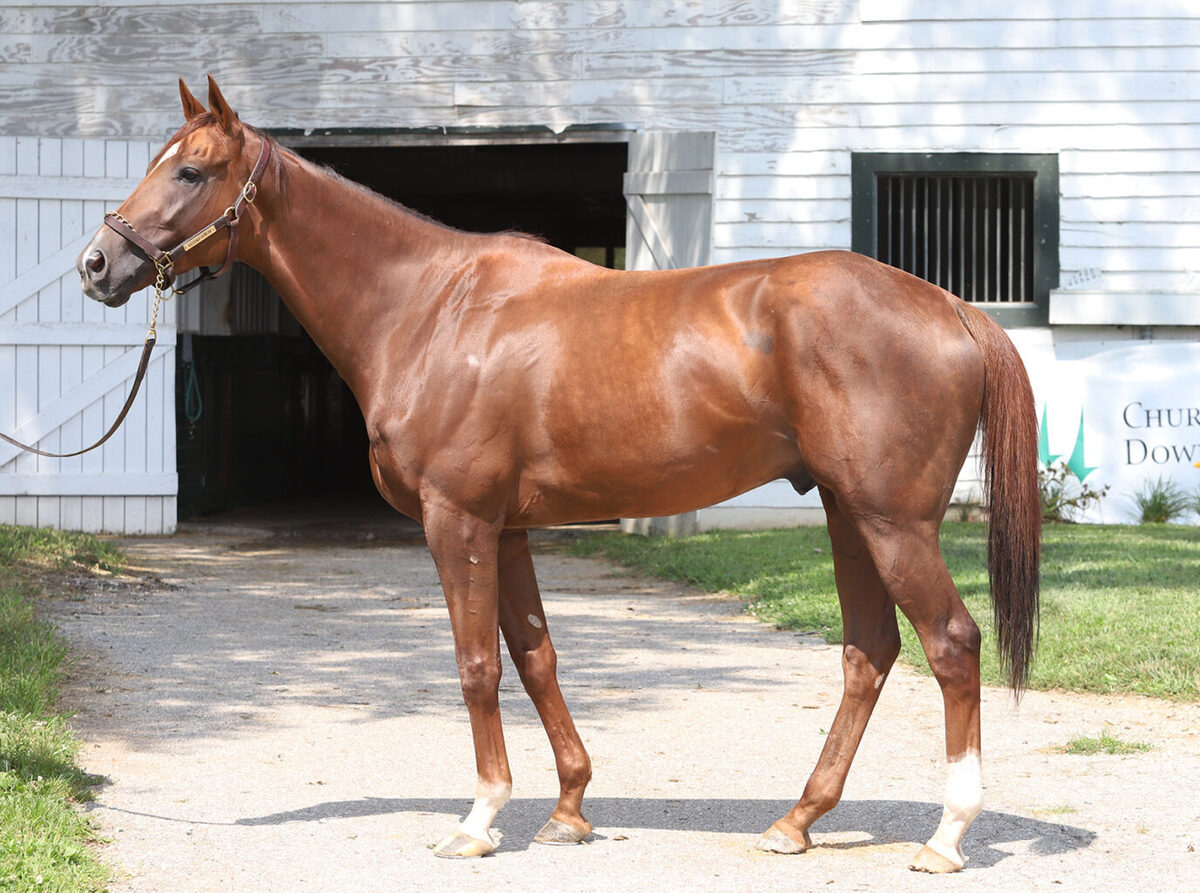 Aloha Makuakane, 7yo Thoroughbred gelding, 16.2hh