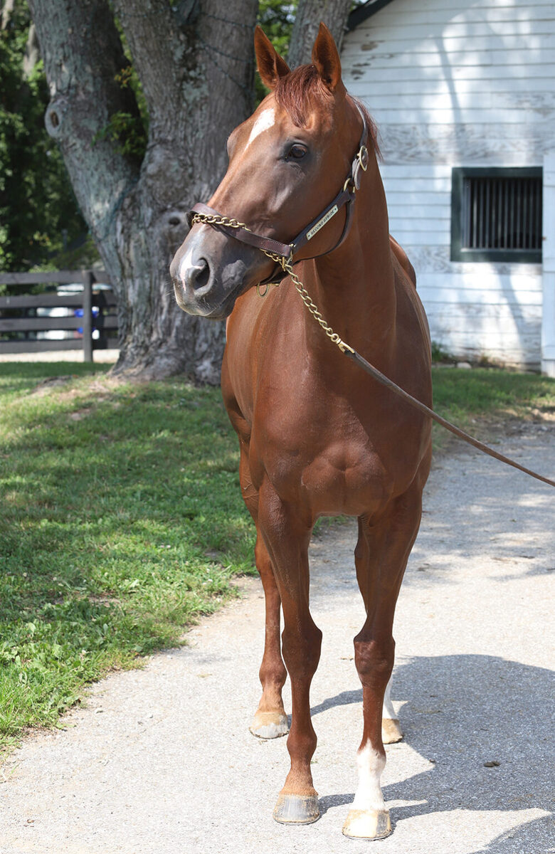 Aloha Makuakane, 7yo Thoroughbred gelding, 16.2hh