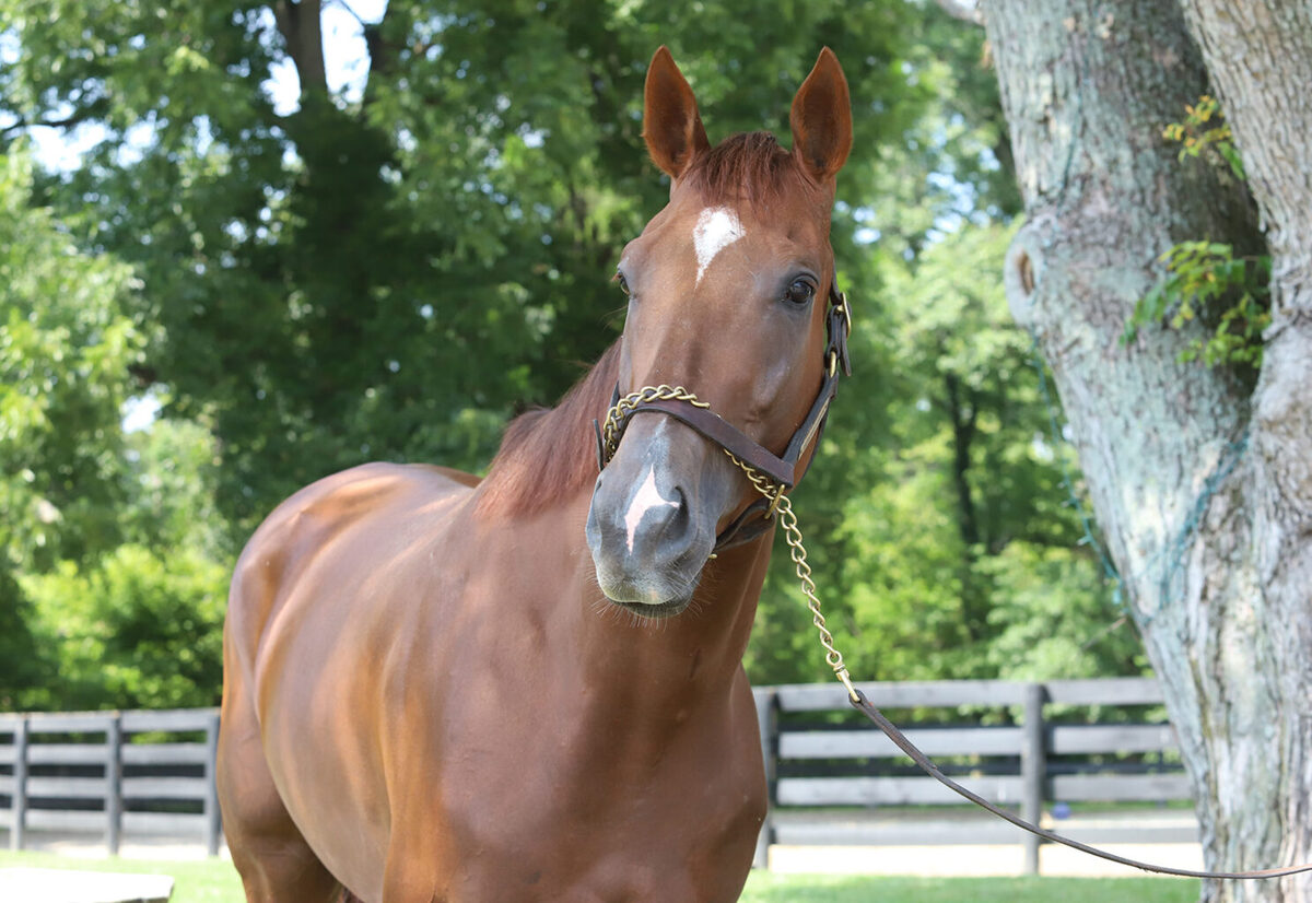 Aloha Makuakane, 7yo Thoroughbred gelding, 16.2hh