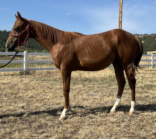 Peanut, 1yo gelding, 11.0hh
