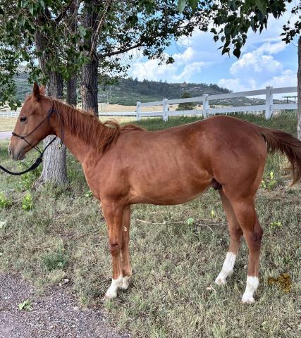 Peanut, 1yo gelding, 11.0hh