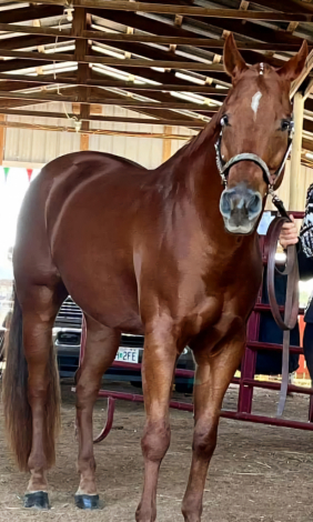 Sweet Royal Tyler (Ty), 15yo AQHA Quarter Horse gelding, 16.1hh