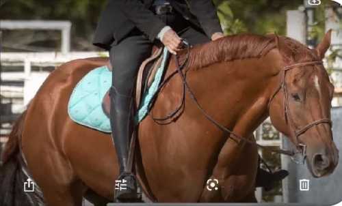 Sweet Royal Tyler (Ty), 15yo AQHA Quarter Horse gelding, 16.1hh