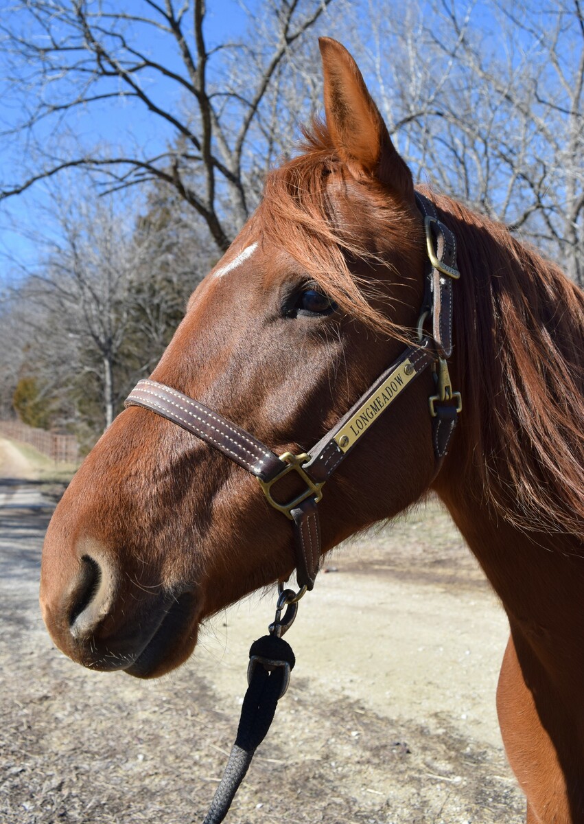 Twyla, 10yo mare, 15.0hh