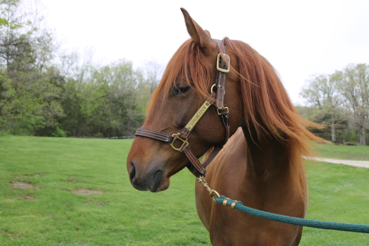 Twyla, 10yo mare, 15.0hh