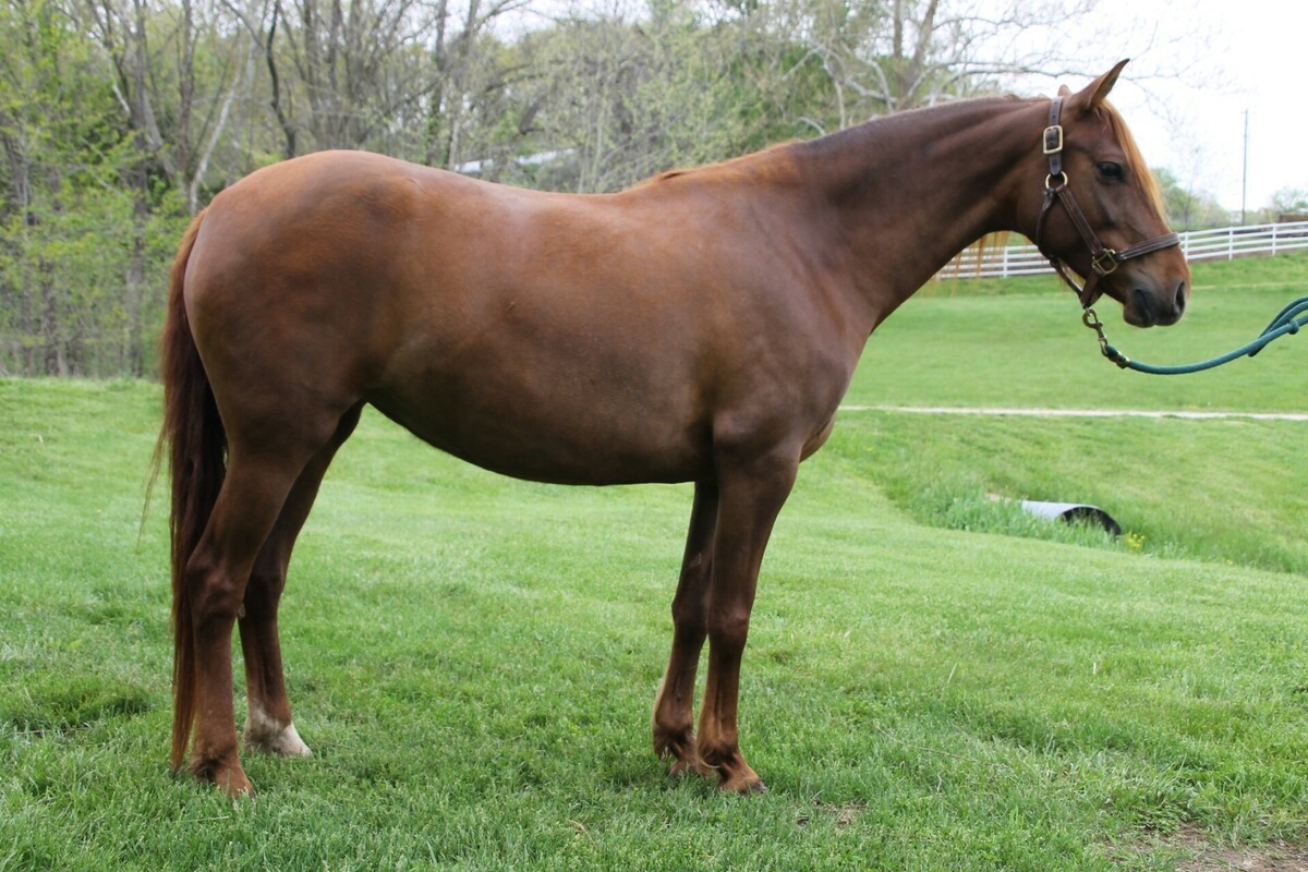 Twyla, 10yo mare, 15.0hh