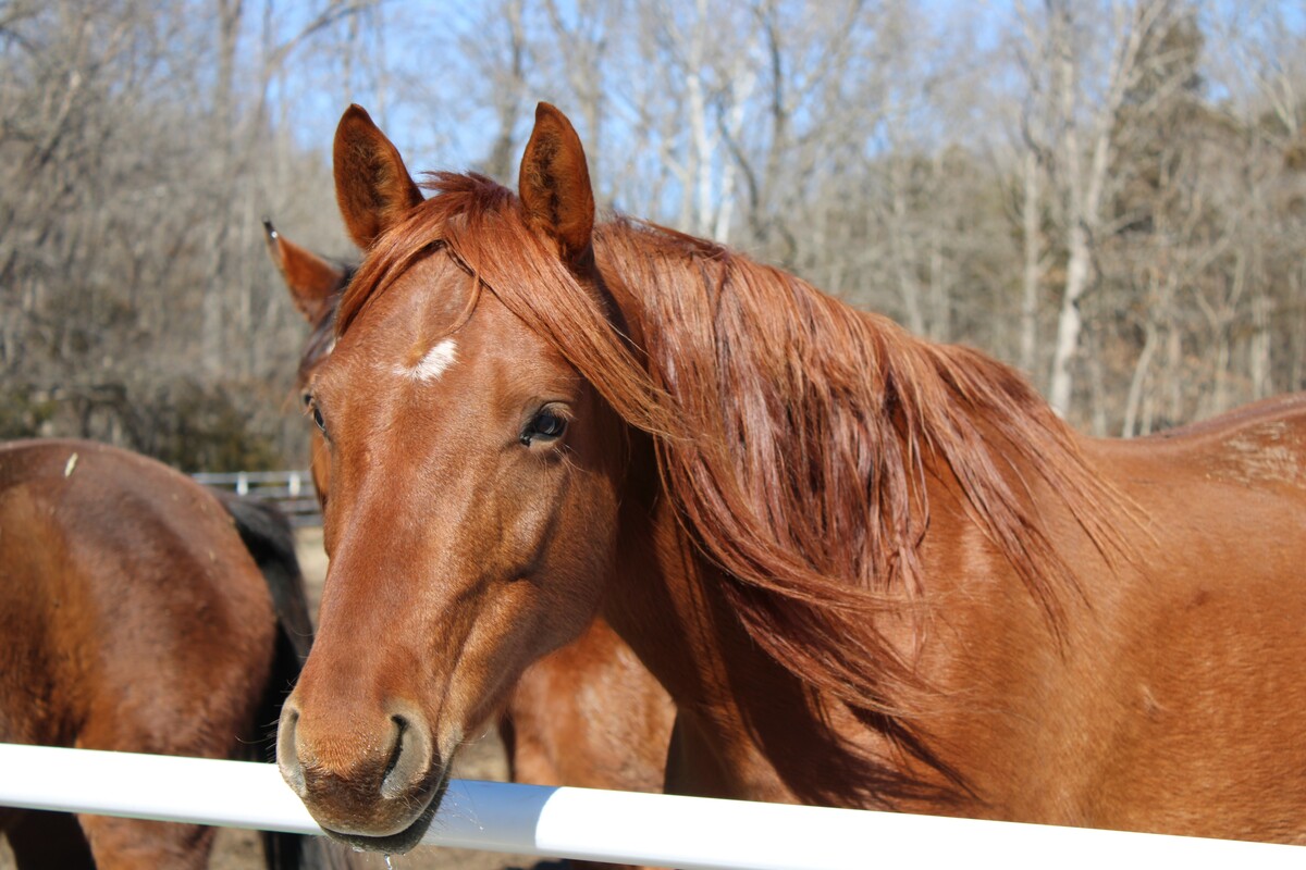 Twyla, 10yo mare, 15.0hh