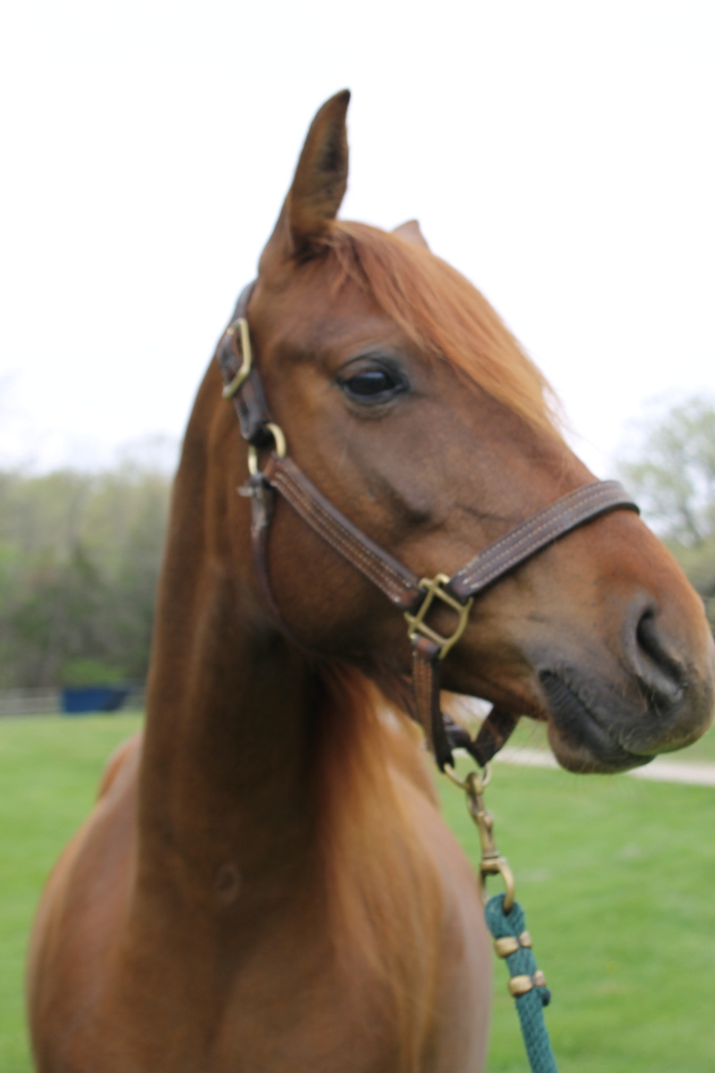 Twyla, 10yo mare, 15.0hh
