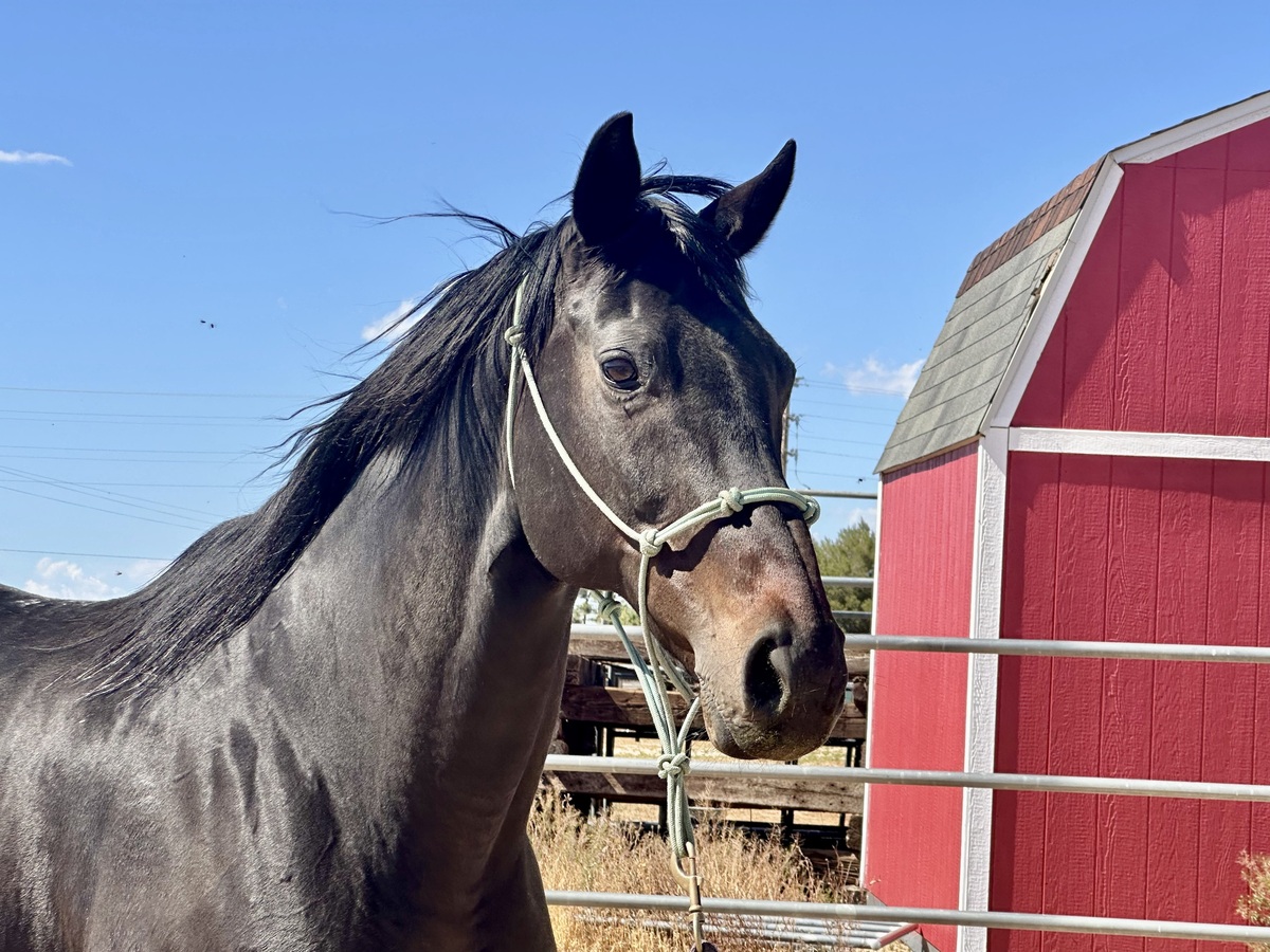 Katrana, 15yo Thoroughbred mare, 16.0hh