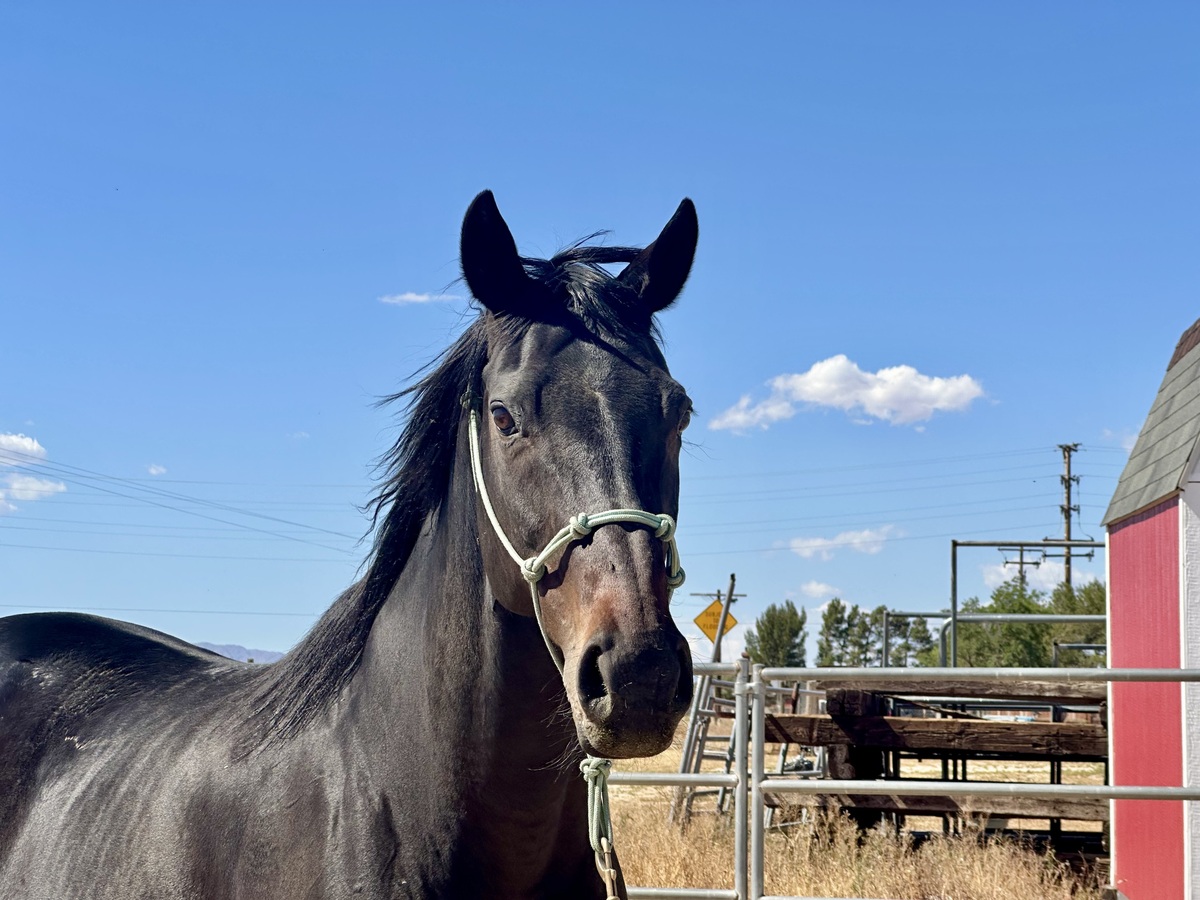 Katrana, 15yo Thoroughbred mare, 16.0hh
